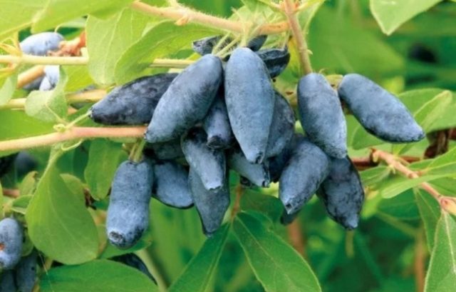 Honeysuckle for the Leningrad region: varieties and growing features