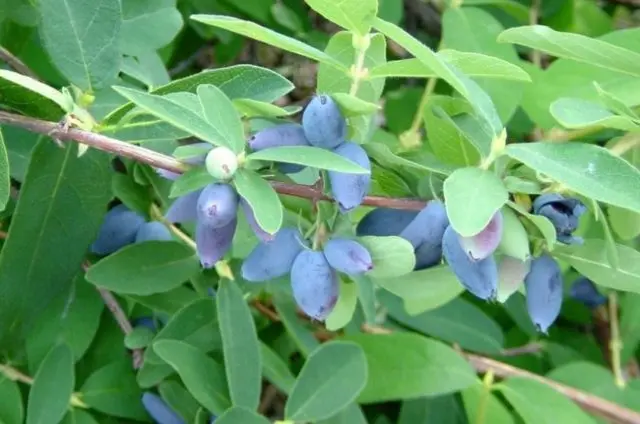 Honeysuckle for the Leningrad region: varieties and growing features