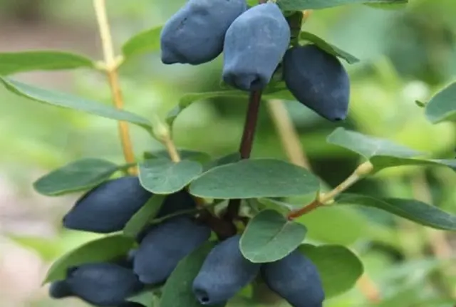 Honeysuckle for the Leningrad region: varieties and growing features