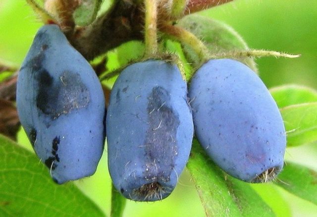 Honeysuckle for the Leningrad region: varieties and growing features