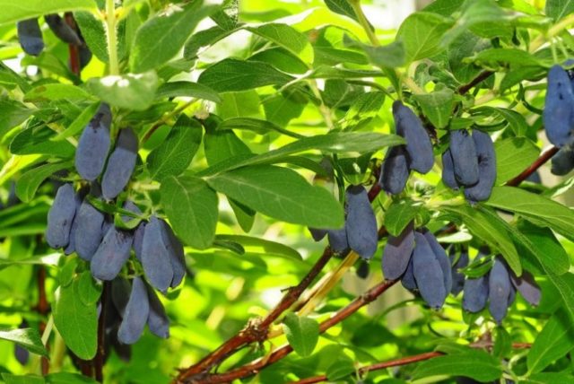 Honeysuckle for the Leningrad region: varieties and growing features