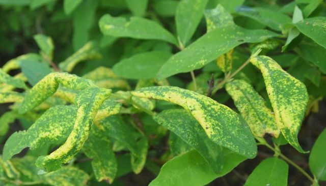 Honeysuckle Gerda: variety description, photos, pollinators and reviews