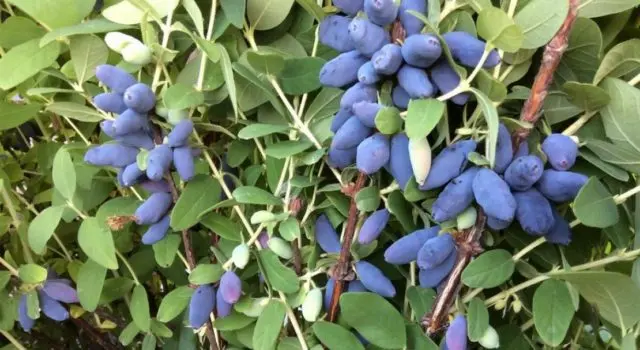 Honeysuckle grows poorly: what to do, common causes of problems