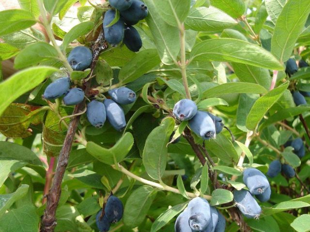 Honeysuckle grows poorly: what to do, common causes of problems