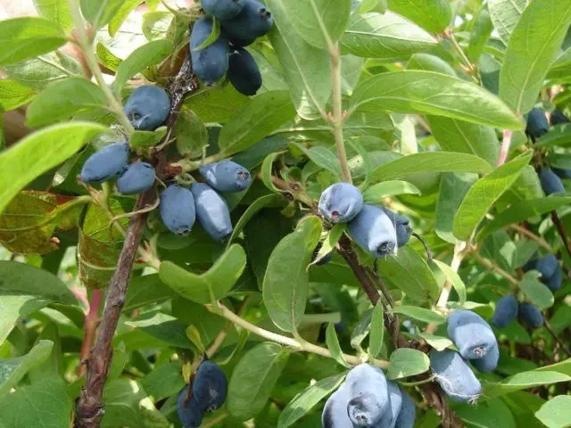 Honeysuckle grows poorly: what to do, common causes of problems