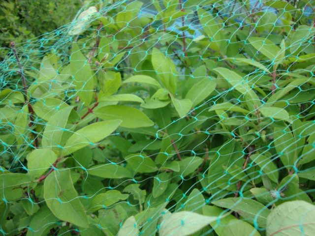 Honeysuckle grows poorly: what to do, common causes of problems