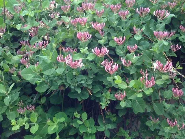 Honeysuckle in landscape design