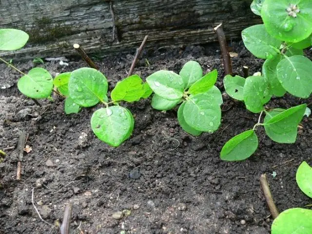 Honeysuckle in landscape design