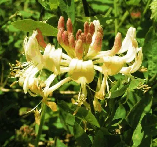 Honeysuckle in landscape design