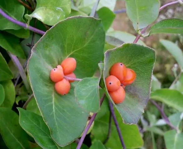 Honeysuckle in landscape design