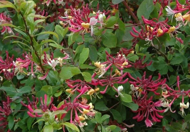 Honeysuckle in landscape design