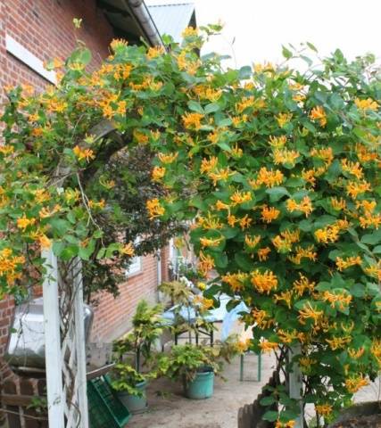 Honeysuckle in landscape design