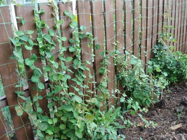 Honeysuckle in landscape design