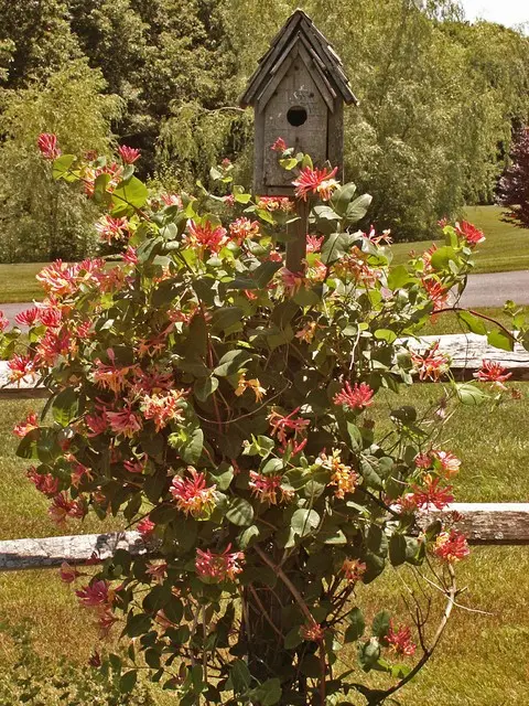 Honeysuckle in landscape design