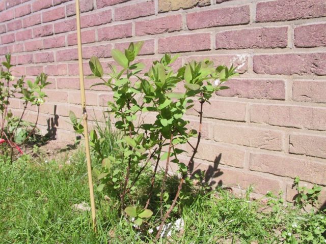 Honeysuckle in Siberia: how to plant in spring and autumn, the best varieties