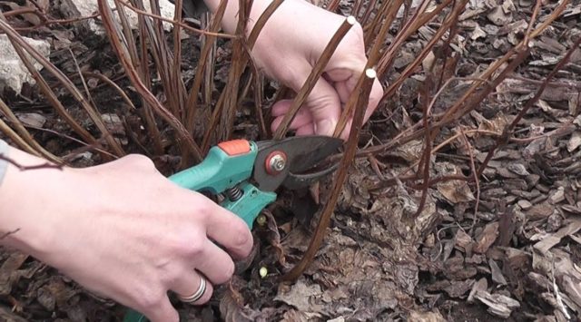 Honeysuckle in Siberia: how to plant in spring and autumn, the best varieties