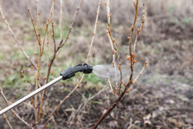 Honeysuckle in Siberia: how to plant in spring and autumn, the best varieties