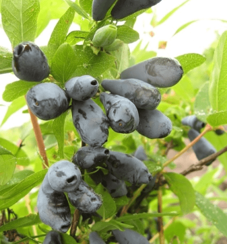 Honeysuckle in Siberia: how to plant in spring and autumn, the best varieties