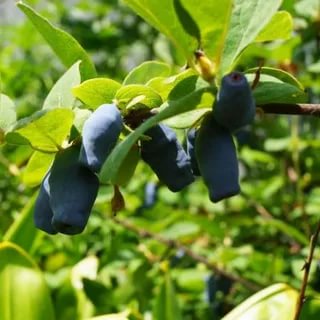 Honeysuckle in Siberia: how to plant in spring and autumn, the best varieties