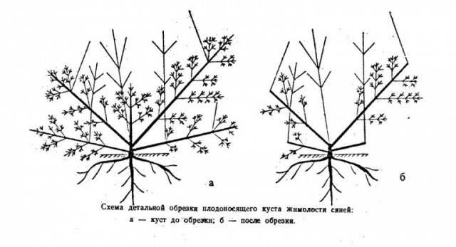 Honeysuckle Kamchadalka