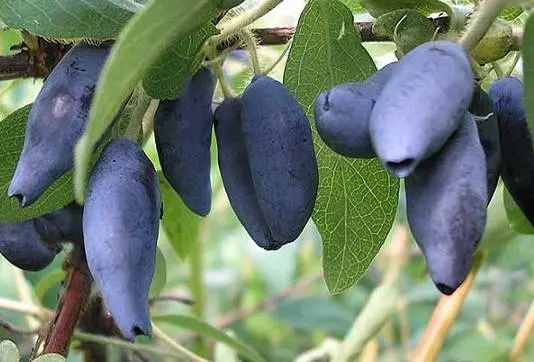 Honeysuckle Kamchadalka