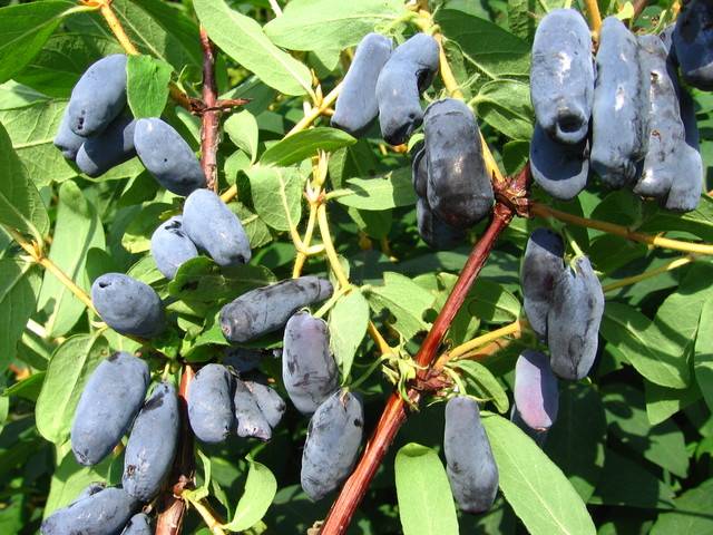 Honeysuckle Kamchadalka