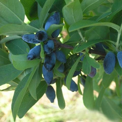 Honeysuckle Kamchadalka