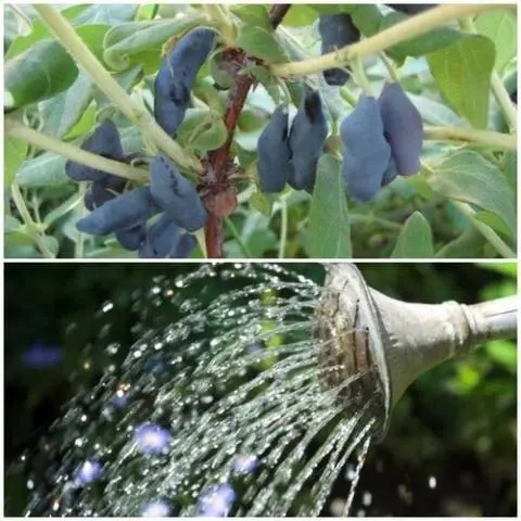 Honeysuckle Kamchadalka