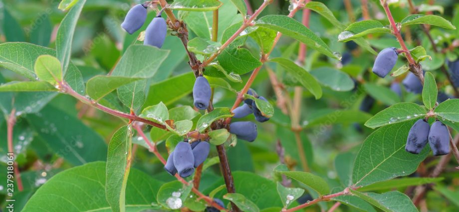 Honeysuckle Kamchadalka