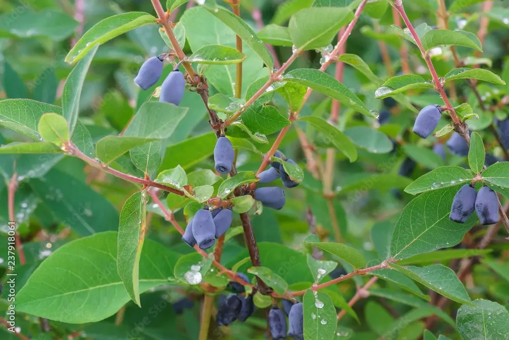 Honeysuckle Kamchadalka