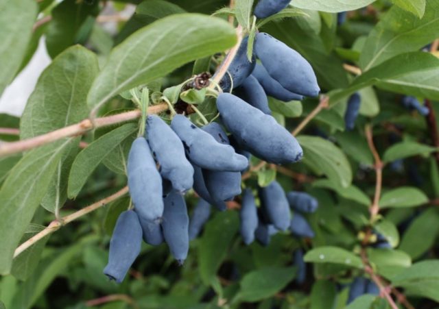 Honeysuckle Kamchatka: description, varieties, planting and care