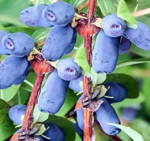 Honeysuckle Kamchatka: description, varieties, planting and care