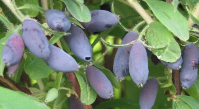 Honeysuckle Kamchatka: description, varieties, planting and care