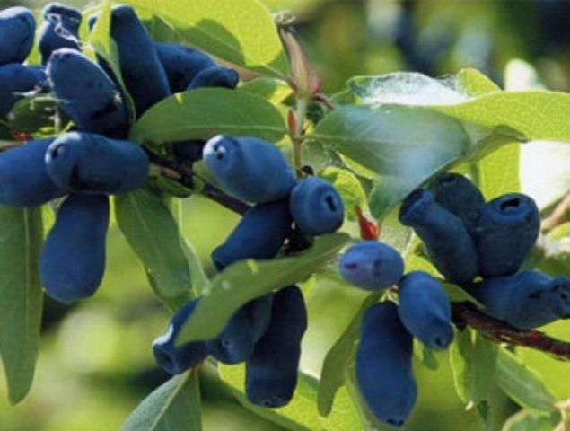 Honeysuckle Kamchatka: description, varieties, planting and care