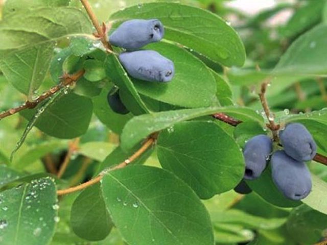 Honeysuckle Kamchatka: description, varieties, planting and care