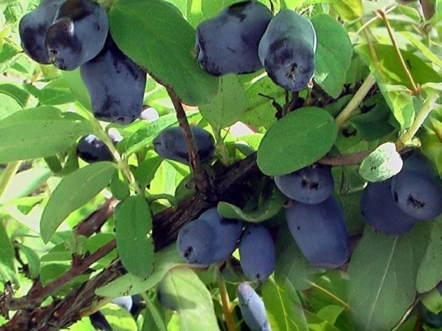 Honeysuckle Kamchatka: description, varieties, planting and care