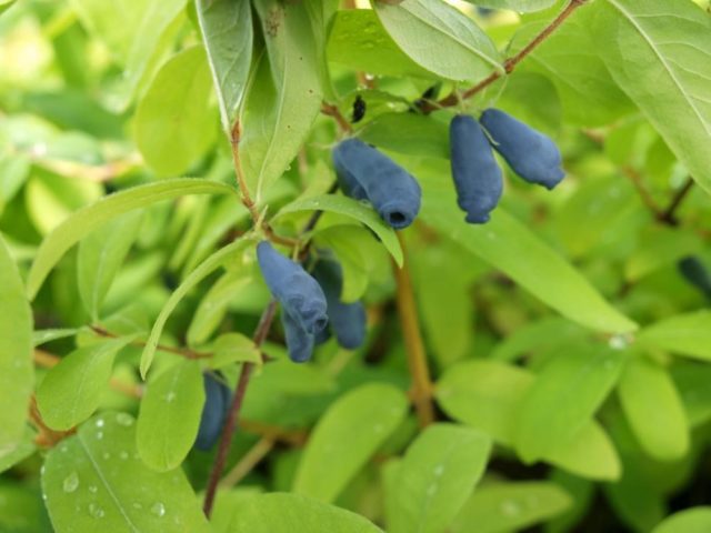 Honeysuckle Kamchatka: description, varieties, planting and care