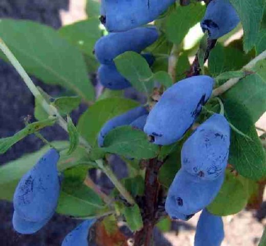 Honeysuckle Kamchatka: description, varieties, planting and care