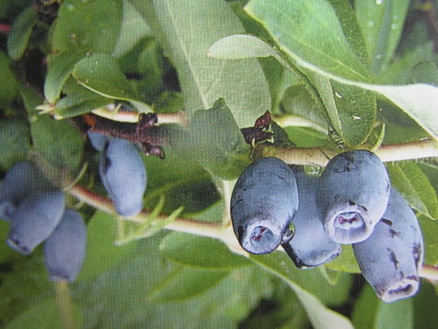 Honeysuckle Kamchatka: description, varieties, planting and care