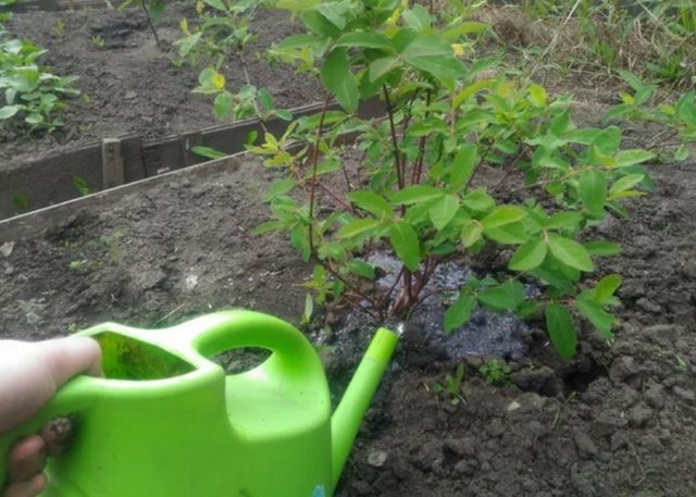 Honeysuckle Kamchatka: description, varieties, planting and care