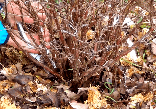 Honeysuckle Kamchatka: description, varieties, planting and care