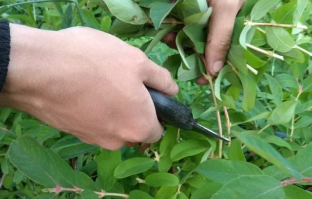 Honeysuckle Kamchatka: description, varieties, planting and care