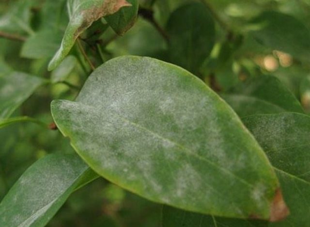 Honeysuckle Kamchatka: description, varieties, planting and care