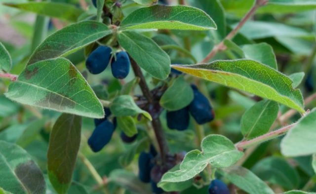 Honeysuckle Kamchatka: description, varieties, planting and care