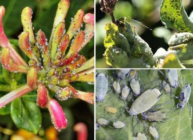 Honeysuckle leaves curled up: what to do, how to process