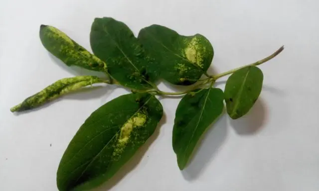 Honeysuckle leaves curled up: what to do, how to process