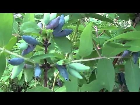 Honeysuckle leaves curled up: what to do, how to process