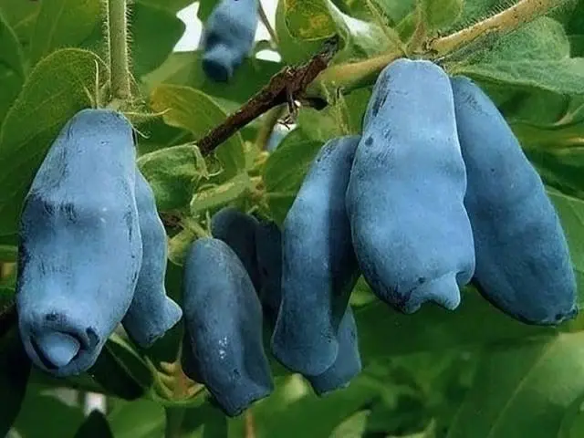 Honeysuckle Leningrad Giant