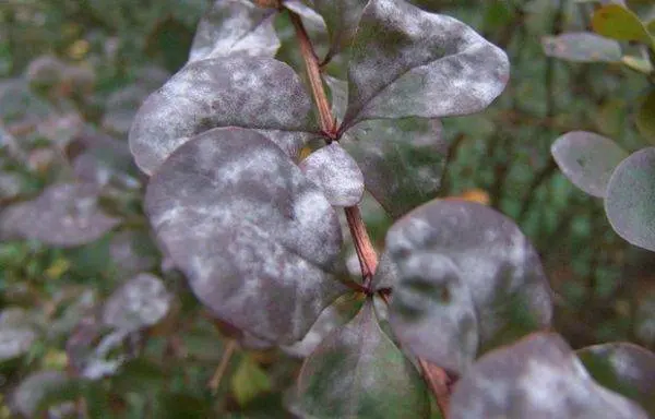 Honeysuckle Leningrad Giant