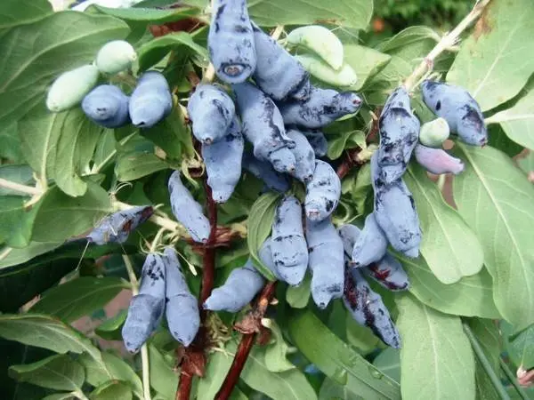 Honeysuckle Leningrad Giant